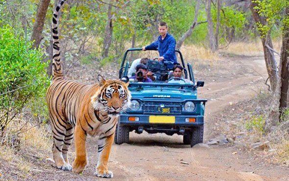 Jeep Safari Online Booking in Jim Corbett National Park