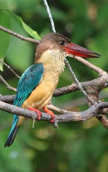 Best Time to Visit, Jim Corbett National Park