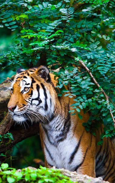 Corbett Tiger Reserve, Jim Corbett National Park