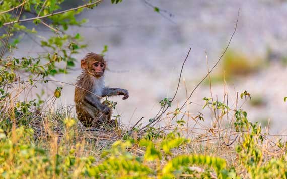 Dhela Safari Zone, Jim Corbett National Park