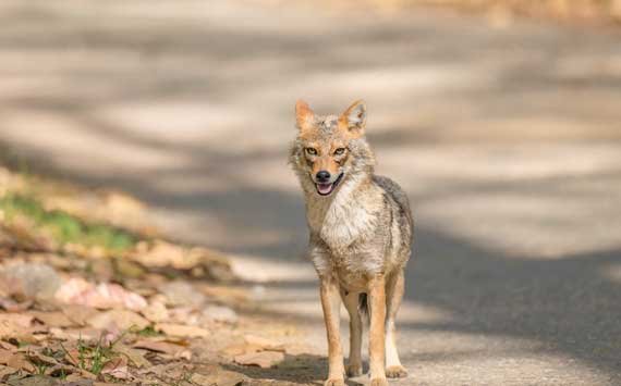Durgadevi Safari Zone, Jim Corbett National Park