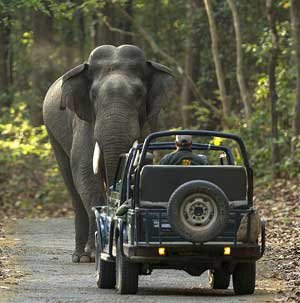 Dhikala Gairal Tour, Jim Corbett National Park
