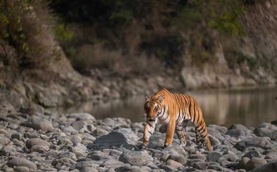 Garjiya Safari Zone, Jim Corbett National Park