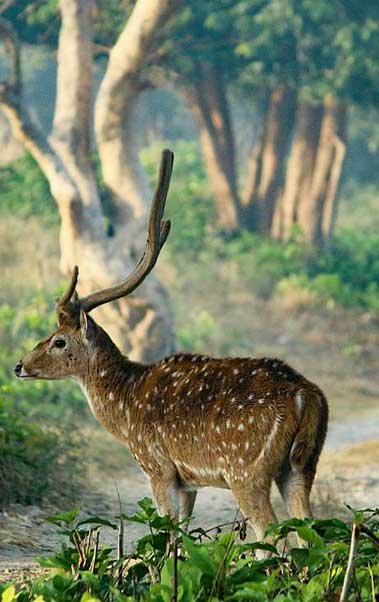 How to Reach, Jim Corbett National Park