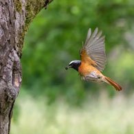 Manila Bird Watching, Jim Corbett National Park