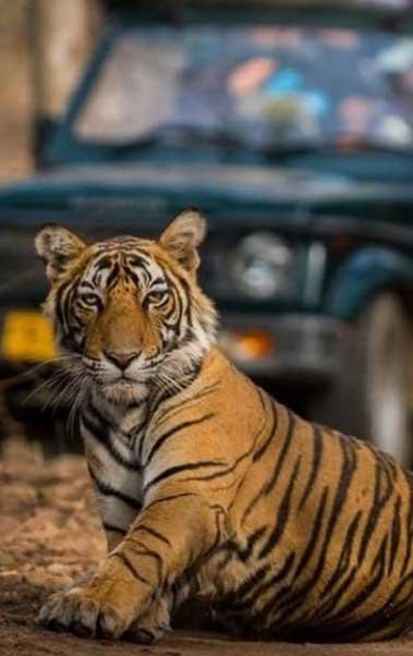 Permits & Reservations, Jim Corbett National Park