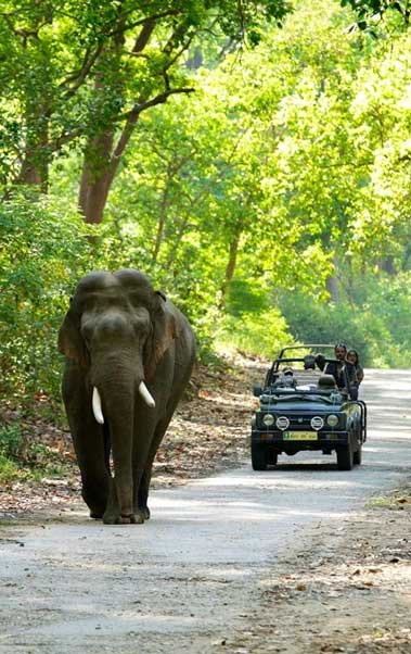 Travelling Inside the Park, Jim Corbett National Park