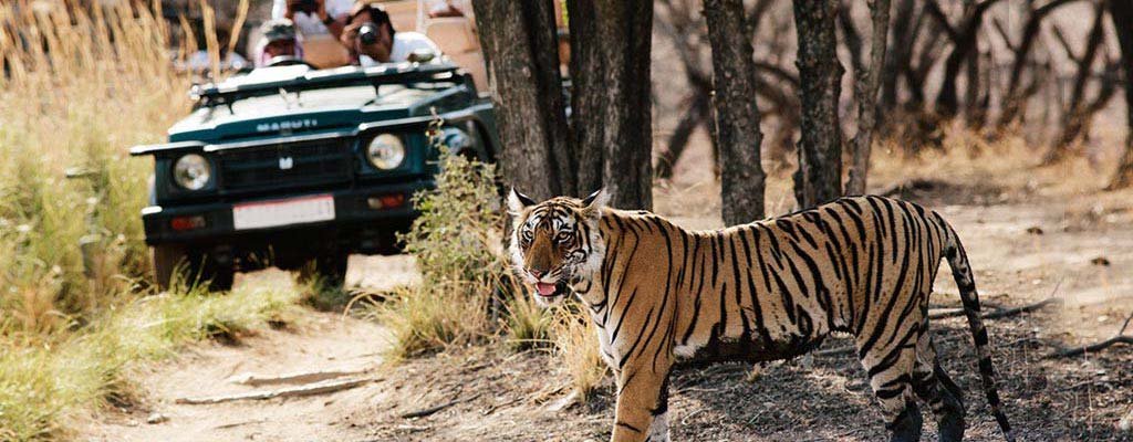 Dhikala Tiger Tracing Tour in Jim Corbett National Park, Corbett Tour Packages